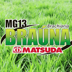 MG13 Braúna 10 kg - Semente Incrustada de Braquiaria Brizantha Matsuda