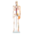 Modelo De Esqueleto Humano, Escala 1/2, Corazón, Vasos, Medidas: 80 cm alto - comprar online