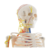 Modelo De Esqueleto Humano, Escala 1/2, Corazón, Vasos, Medidas: 80 cm alto - comprar online