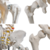 Esqueleto Completo - con estructura de soporte, ruedas - Tamaño natural - en internet