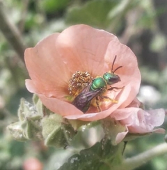 Imagen de Collar Abeja Nativa