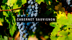 Banner de la categoría Cabernet Sauvignon