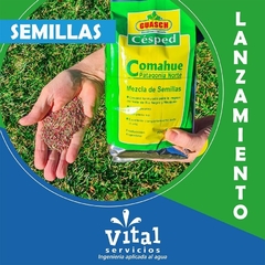 SEMILLAS CESPED COMAHUE X 1KG (PATAGONIA NORTE) - comprar online