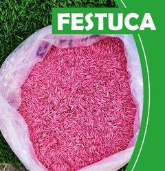 SEMILLA FESTUCA BELFINE x 25 KG