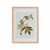 Cuadro Vintage Botanicals II - comprar online