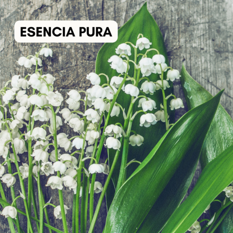 Esencia Aromas MUGUET 50 ML