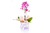Mini Orquídea Natural - Presente - comprar online