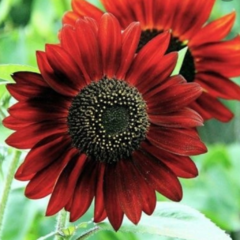 Semillas de Girasol - Helianthus annus : Bordo