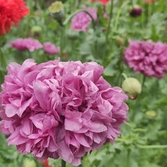 Semillas Amapola doble Mix. Papaver somniferum