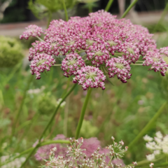 Semillas Daucus carota Mix : BORDÓ - ROSAS - BLANCAS