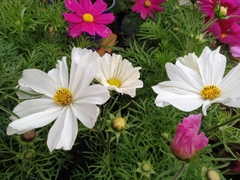 Plantines de Cosmos - comprar online