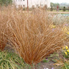 Carex Bronze