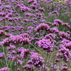 Verbena Bonariensis - comprar online