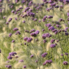 Verbena Bonariensis