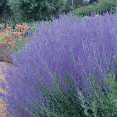 Salvia Perovskia