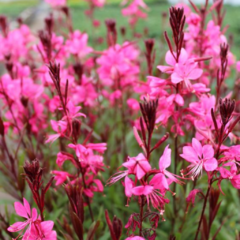 Gaura - comprar online