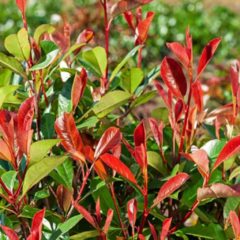 Photinia x Fraseri Red Robin