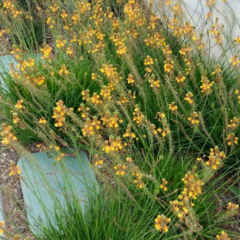 Bulbine Frutescens. Crasa