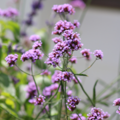 Semillas de Verbena Bonaerense (Verbena Bonariensis)