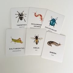 Flashcards Insectos y Bichos