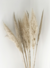 Varas de Pampa Grass (x3)