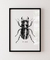 Quadro Decorativo Poster Natureza Inseto Besouro - Preto e Branco, Minimalista na internet