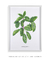 Quadro Decorativo Calathea Zebrina - DePoster Content Décor | Loja Online de Quadros Decorativos