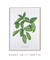 Quadro Decorativo Calathea Zebrina - comprar online