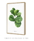 Quadro Decorativo Ficus Lyrata - comprar online