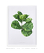 Quadro Decorativo Ficus Lyrata - DePoster Content Décor | Loja Online de Quadros Decorativos