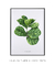 Quadro Decorativo Ficus Lyrata - loja online