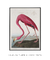 Quadro Decorativo John James Audubon The Pink Flamingo - loja online