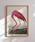 Quadro Decorativo John James Audubon The Pink Flamingo