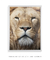 Quadro Decorativo Leão em Foco - DePoster Content Décor | Loja Online de Quadros Decorativos