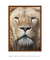 Quadro Decorativo Leão em Foco - comprar online