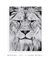 Quadro Decorativo Leão Preto e Branco na internet