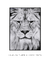 Quadro Decorativo Leão Preto e Branco - DePoster Content Décor | Loja Online de Quadros Decorativos