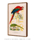 Quadro Decorativo Poster Alma da City Arara e Papagaio From Brasil - loja online