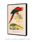 Quadro Decorativo Poster Alma da City Arara e Papagaio From Brasil