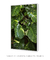 Imagem do Quadro Decorativo Poster Fotografia Natureza Planta Jiboia - Folhas, Folhagem, Verde