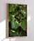 Quadro Decorativo Poster Fotografia Natureza Planta Jiboia - Folhas, Folhagem, Verde