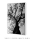 Quadro Decorativo Poster Fotografia Preto e Branco Árvore Casuarina - comprar online