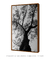 Imagem do Quadro Decorativo Poster Fotografia Preto e Branco Árvore Casuarina