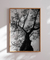 Quadro Decorativo Poster Fotografia Preto e Branco Árvore Casuarina - comprar online