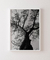 Quadro Decorativo Poster Fotografia Preto e Branco Árvore Casuarina