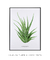 Quadro Decorativo Zebra Haworthia - DePoster Content Décor | Loja Online de Quadros Decorativos