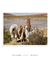 Quadro Fotografia Bolívia Llama Curiosa na internet