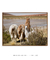 Quadro Fotografia Bolívia Llama Curiosa - DePoster Content Décor | Loja Online de Quadros Decorativos