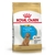 Royal Canin Caniche Puppy