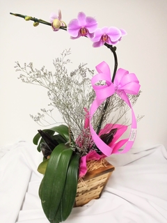 Orquídea Phalaenopsis e cachepô de madeira. na internet